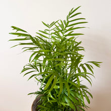 Load image into Gallery viewer, Parlour Palm
