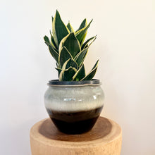 Load image into Gallery viewer, Sansevieria Lotus Hahnii
