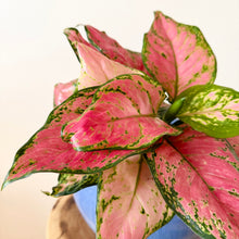 Load image into Gallery viewer, Chinese Evergreen
