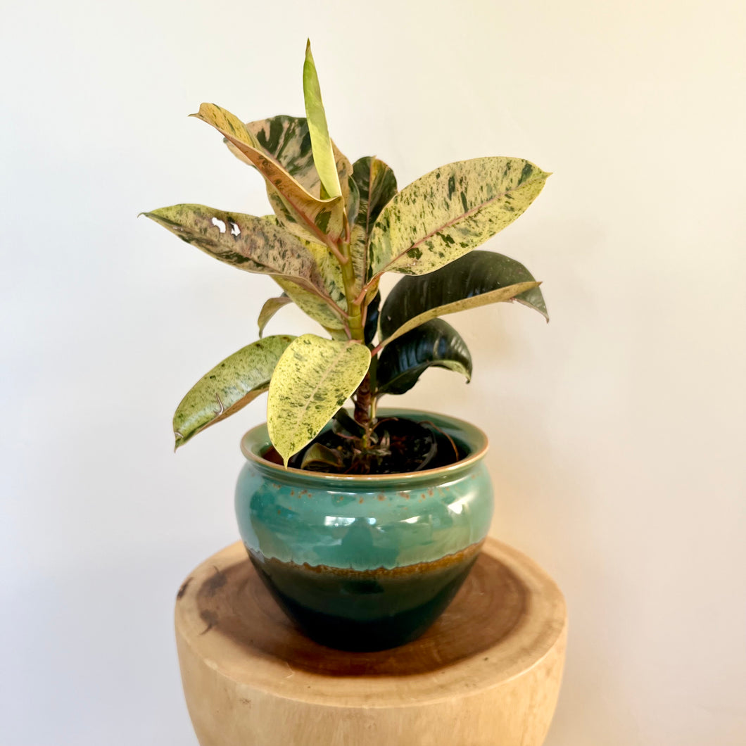 Ficus Shivereana