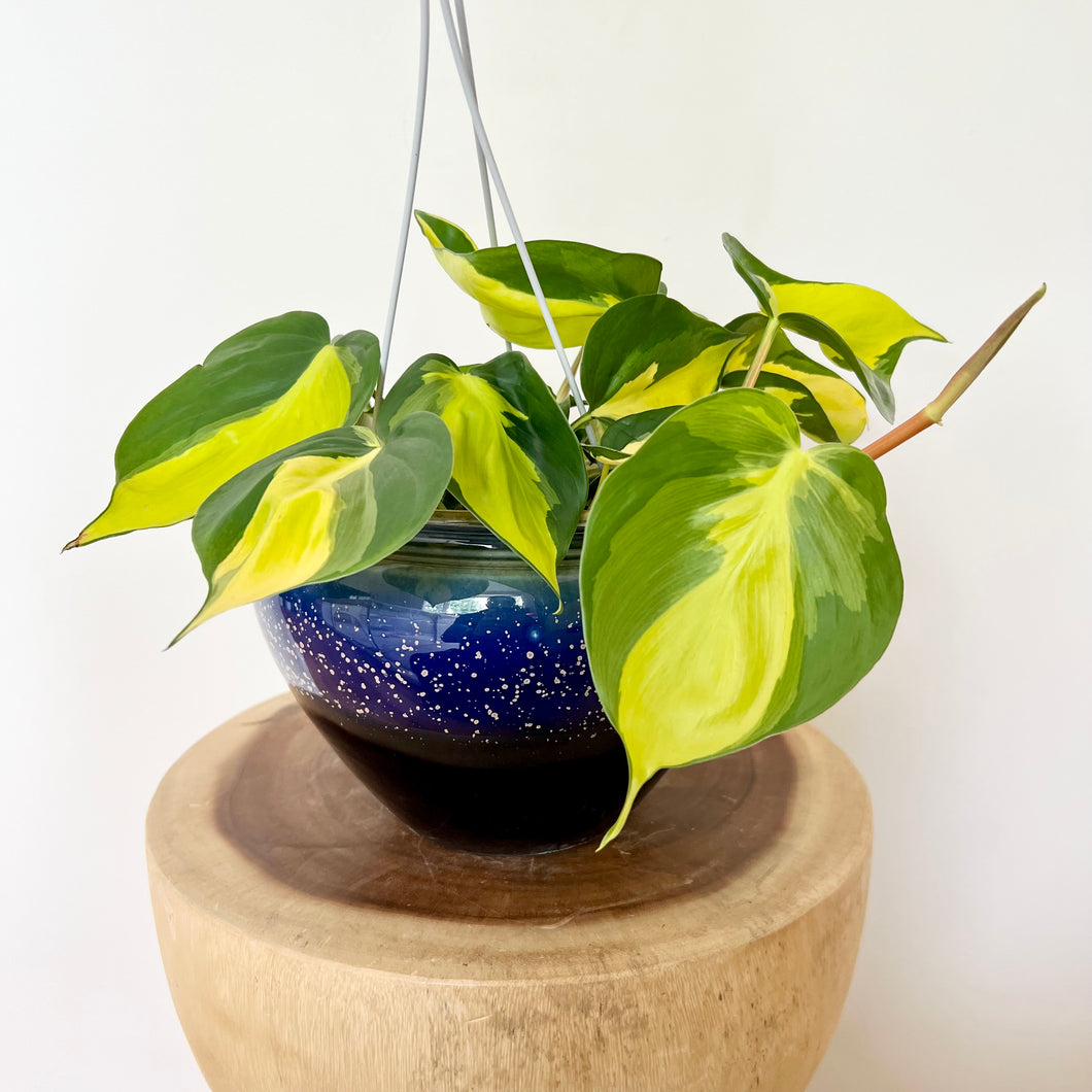 Philodendron Brasil