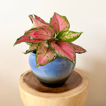 Load image into Gallery viewer, Chinese Evergreen
