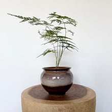 Load image into Gallery viewer, Asparagus Fern
