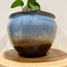 Load image into Gallery viewer, Chinese Money Plant
