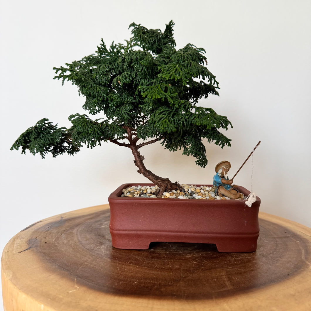 Dwarf Hinoki Cypress