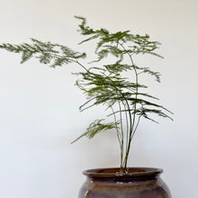 Load image into Gallery viewer, Asparagus Fern
