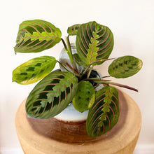 Load image into Gallery viewer, Red Vein Maranta
