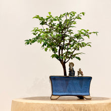 Load image into Gallery viewer, Chinese Elm
