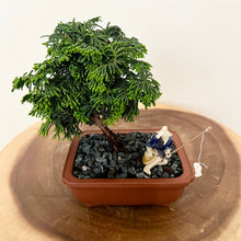 Load image into Gallery viewer, Hinoki Cypress
