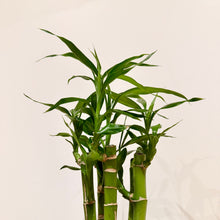 Load image into Gallery viewer, Lucky Bamboo
