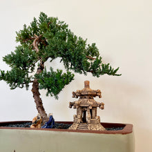 Load image into Gallery viewer, Juniper Squamata (Large)
