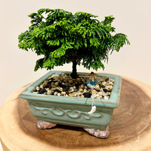 Load image into Gallery viewer, Hinoki Cypress
