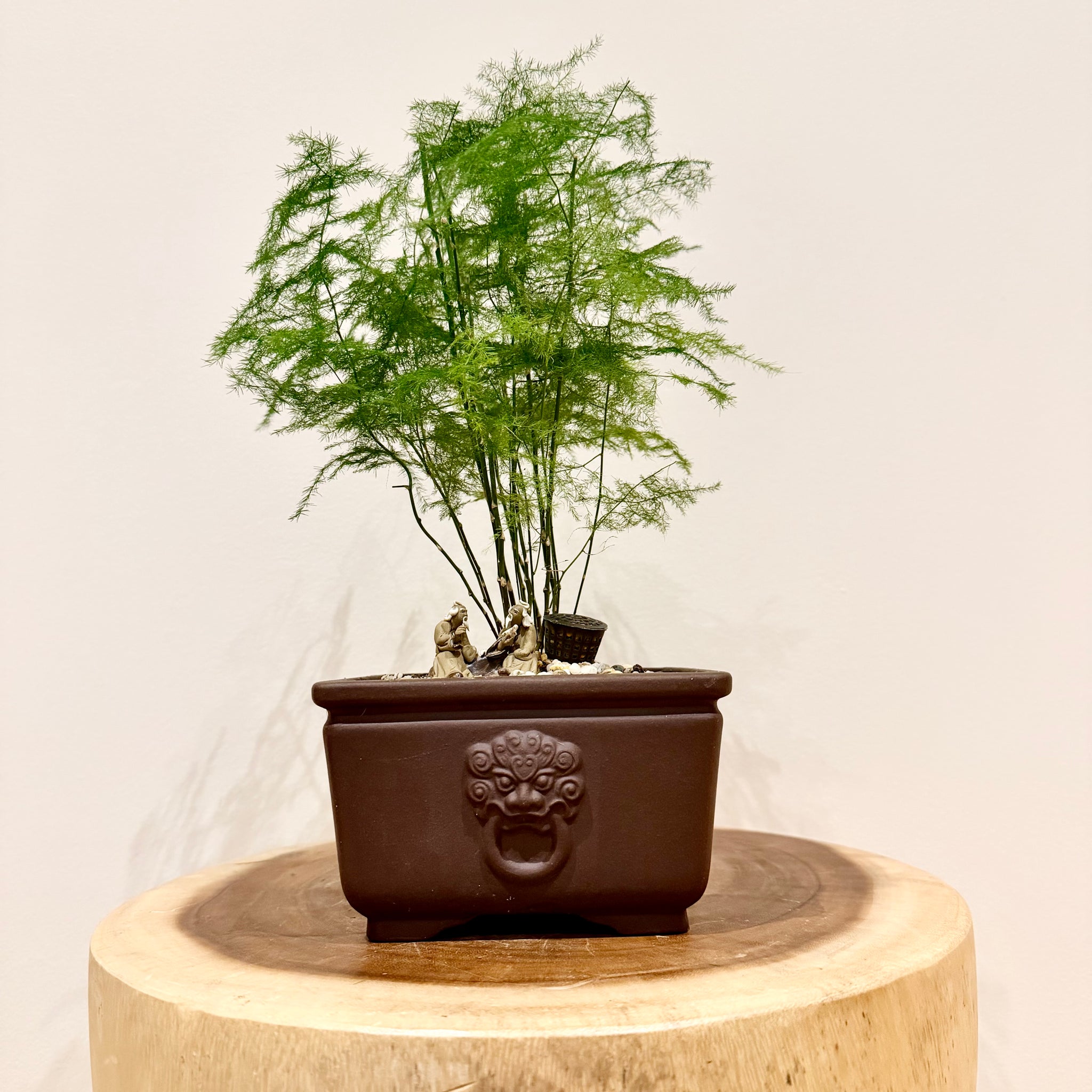 Asparagus Fern – B&G Plants and Pottery