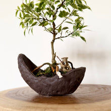 Load image into Gallery viewer, Variegated Ficus Benjamin’s
