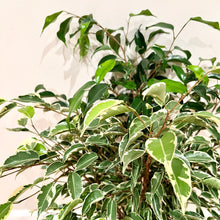 Load image into Gallery viewer, Variegated Ficus Benjamina
