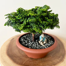 Load image into Gallery viewer, Dwarf Hinoki Cypress
