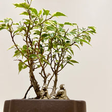 Load image into Gallery viewer, Variegated Ficus Benjamina
