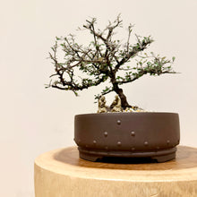 Load image into Gallery viewer, Corokia Cotoneaster

