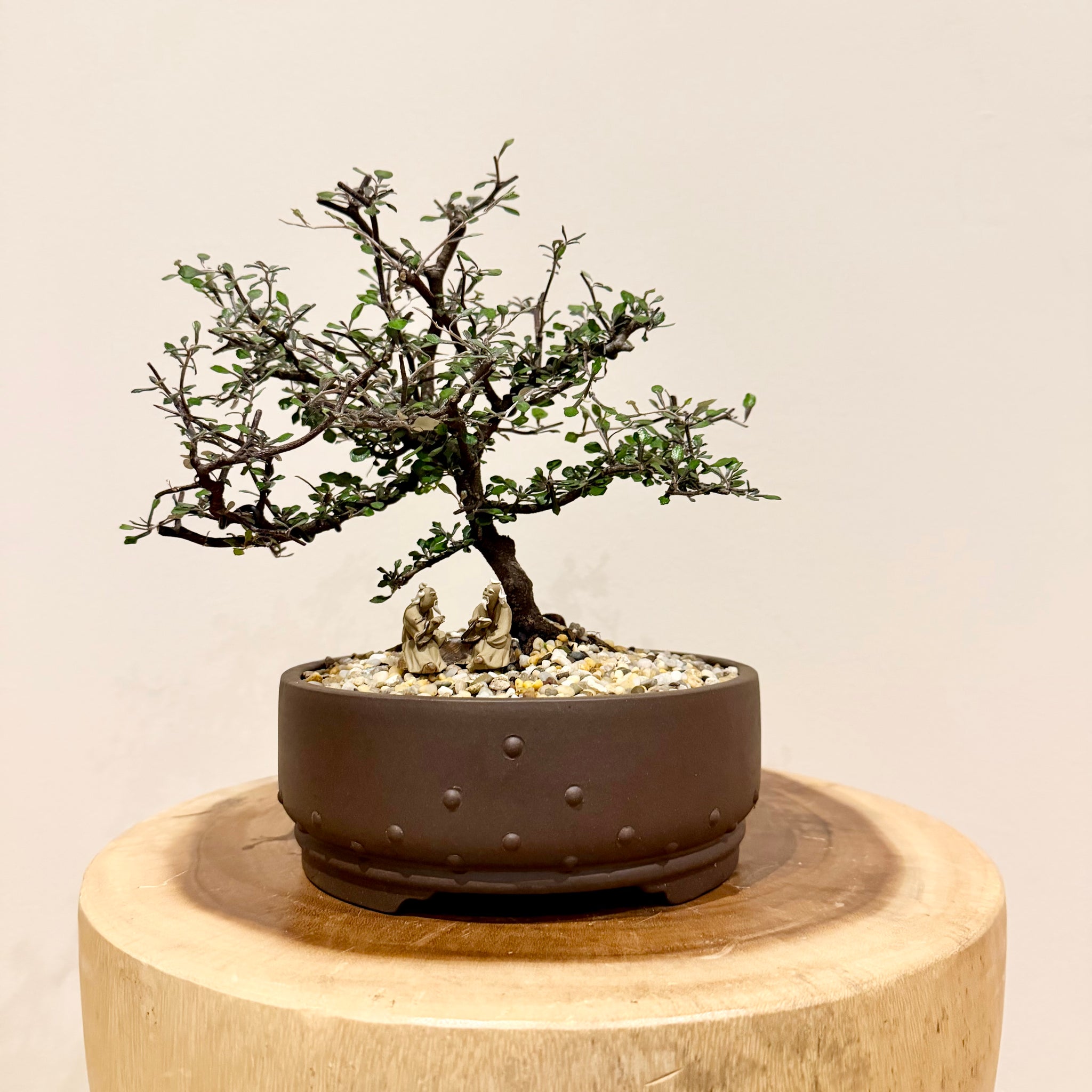 Bonsai Collection  B&G Plants and Pottery