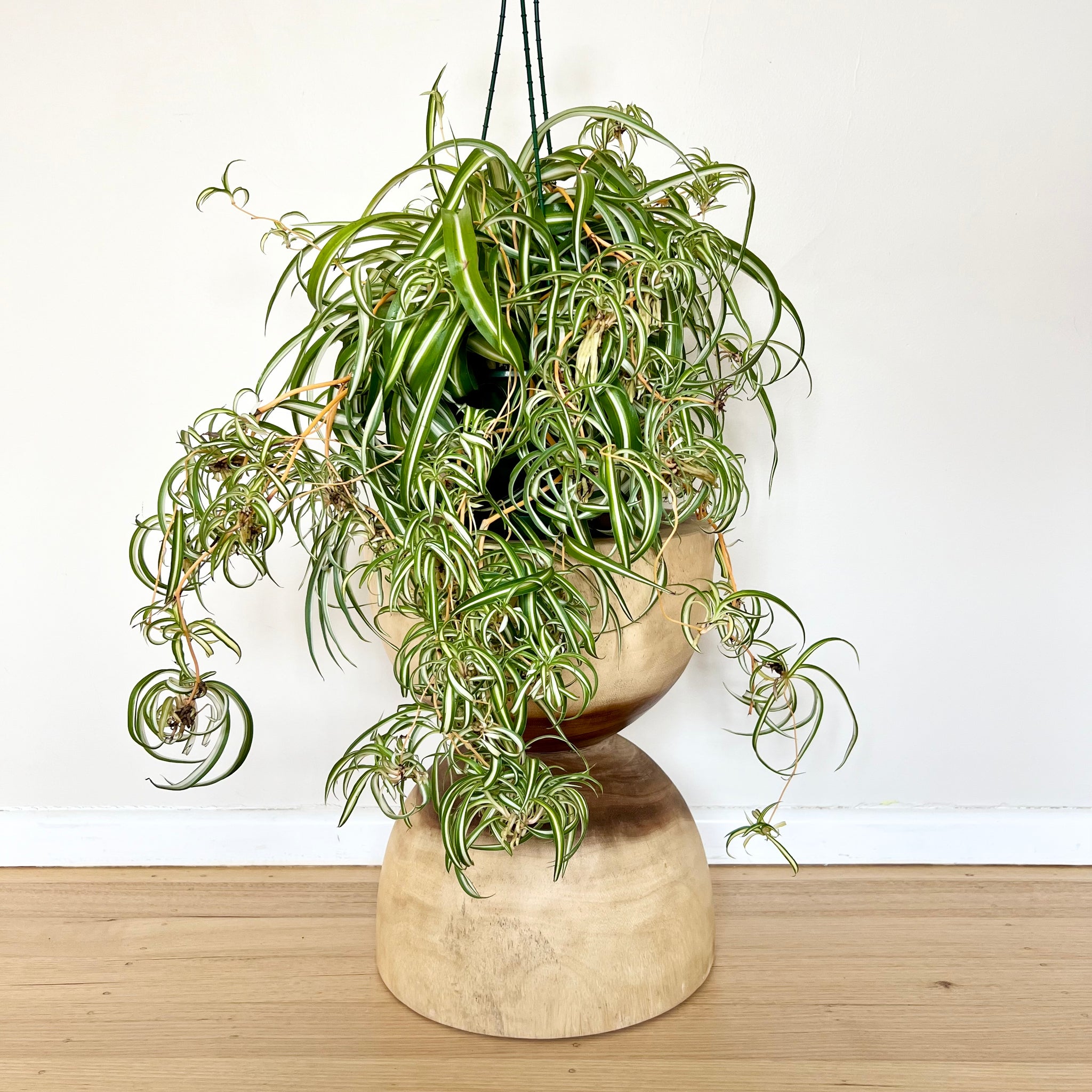 XL Curly Spider Plant – B&G Plants and Pottery