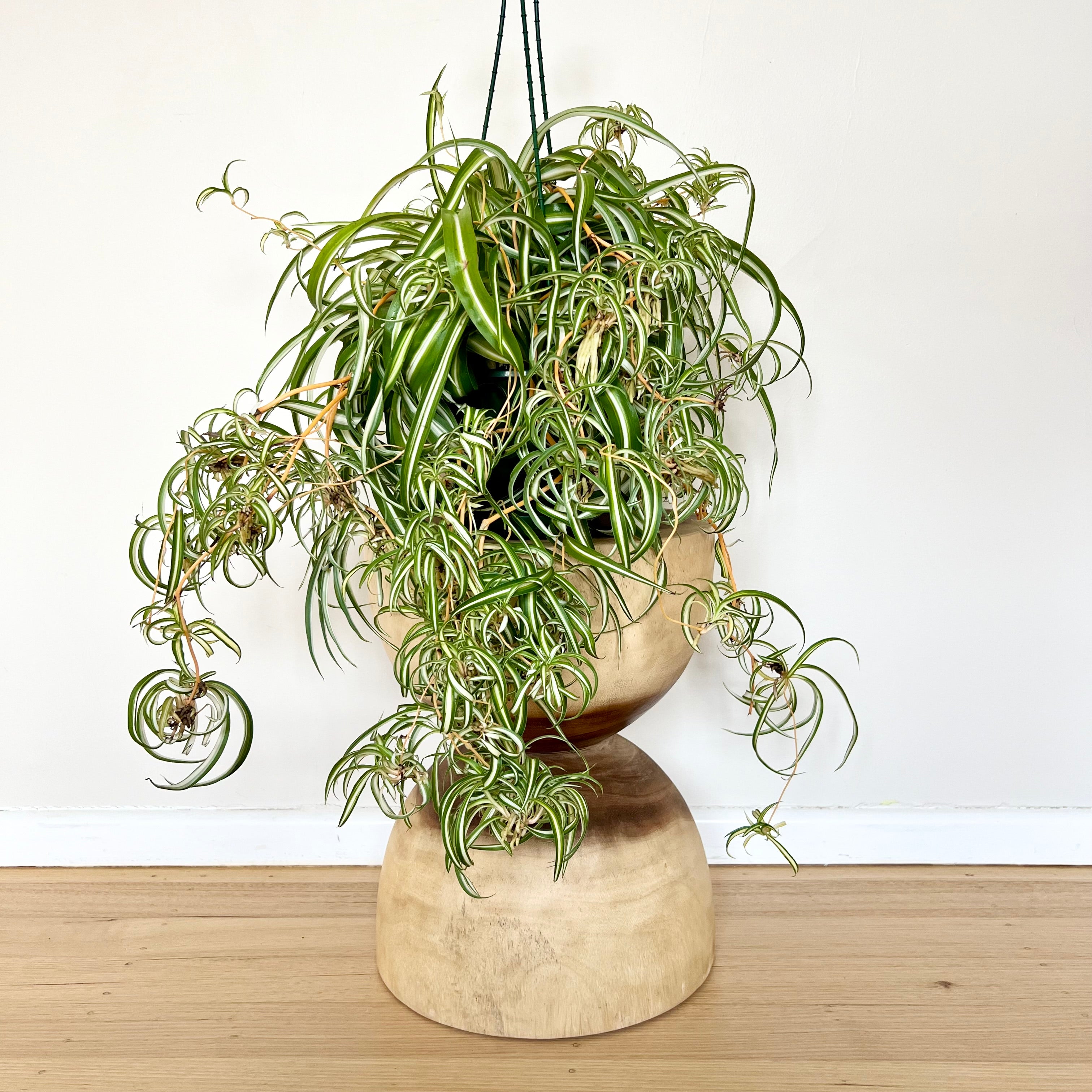 XL Curly Spider Plant – B&G Plants and Pottery