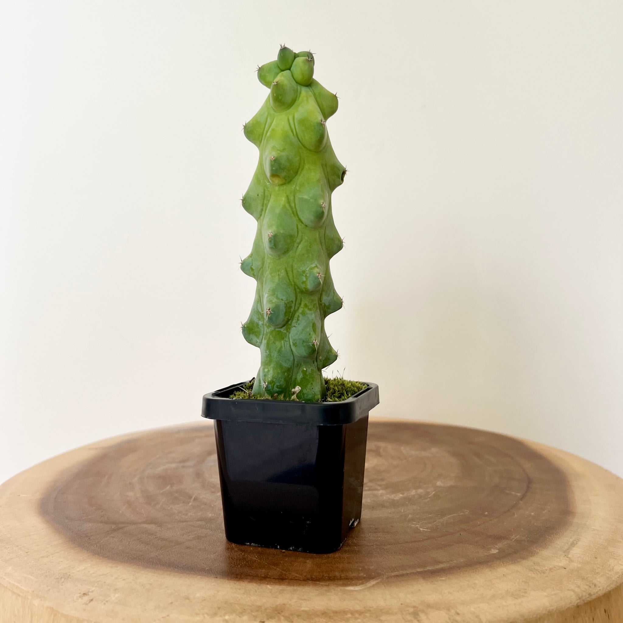 Products – B&G Plants and Pottery