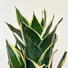 Load image into Gallery viewer, Sansevieria Lotus Hahnii
