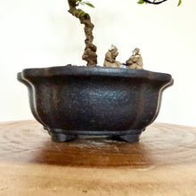 Load image into Gallery viewer, Chinese Elm
