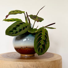 Load image into Gallery viewer, Red Vein Maranta
