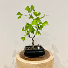 Load image into Gallery viewer, Ginkgo Biloba
