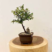 Load image into Gallery viewer, Chinese Elm
