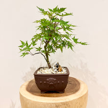 Load image into Gallery viewer, Japanese Maple
