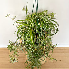 Load image into Gallery viewer, XL Curly Spider Plant
