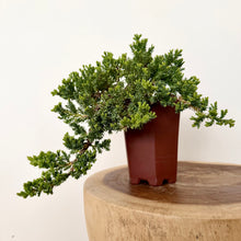 Load image into Gallery viewer, Cascading Juniper
