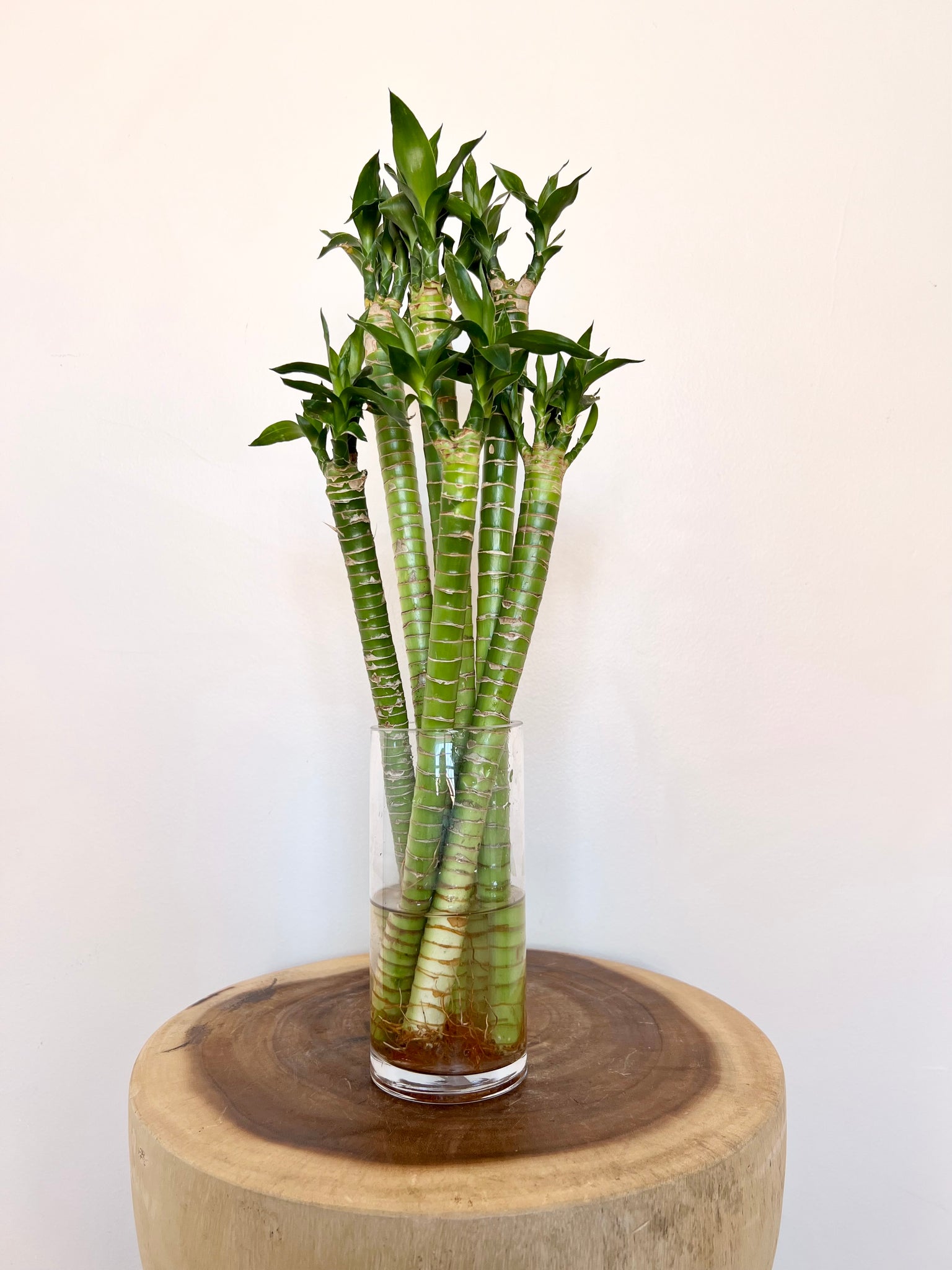 hydra lotus lucky bamboo Lotus Bamboo Canes – B&G Plants and Pottery