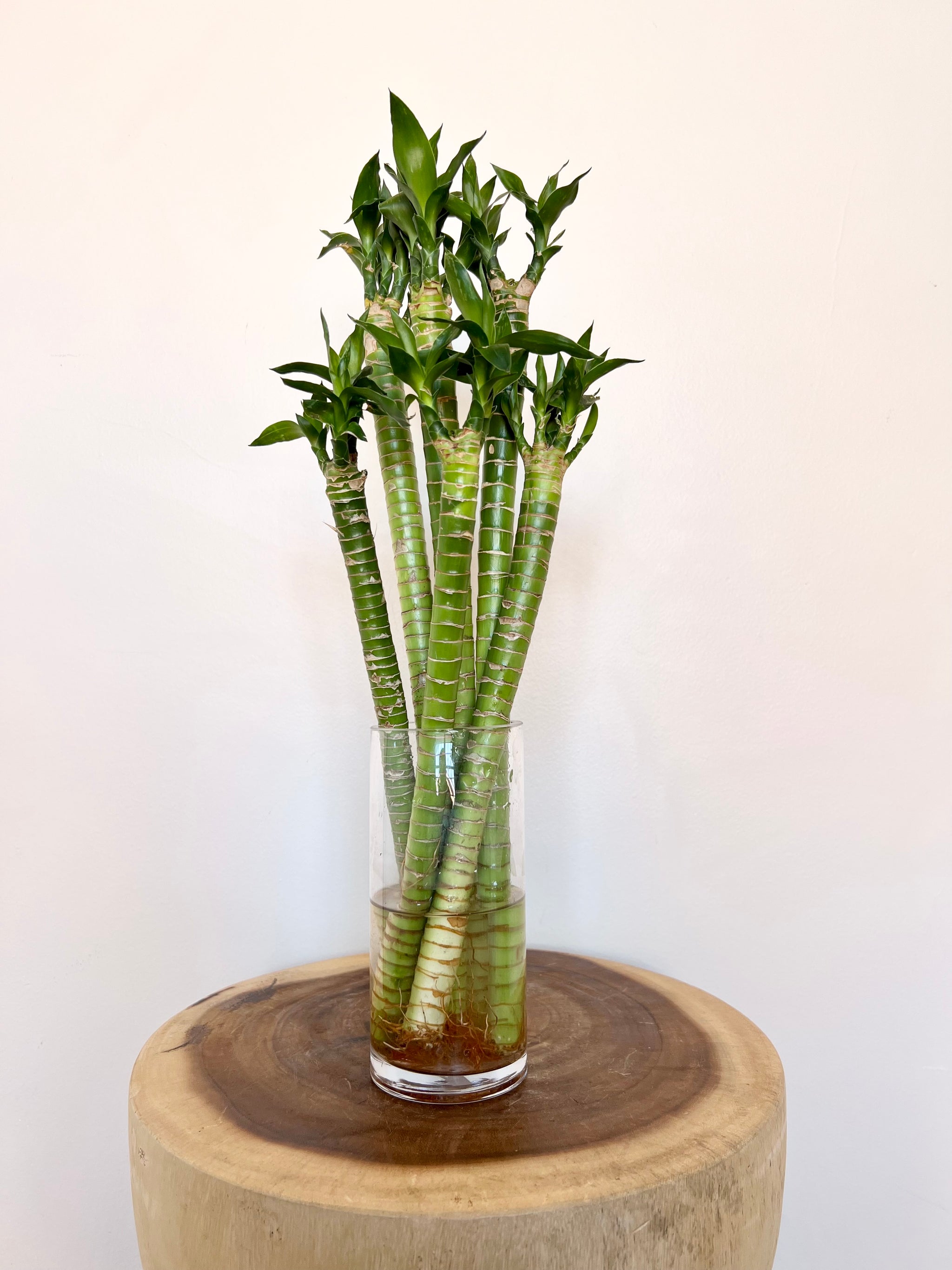 lotus lucky bamboo Lotus Bamboo Canes – B&G Plants and Pottery