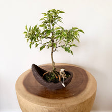 Load image into Gallery viewer, Variegated Ficus Benjamin’s

