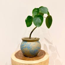 Load image into Gallery viewer, Chinese Money Plant
