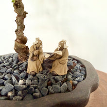 Load image into Gallery viewer, Chinese Elm
