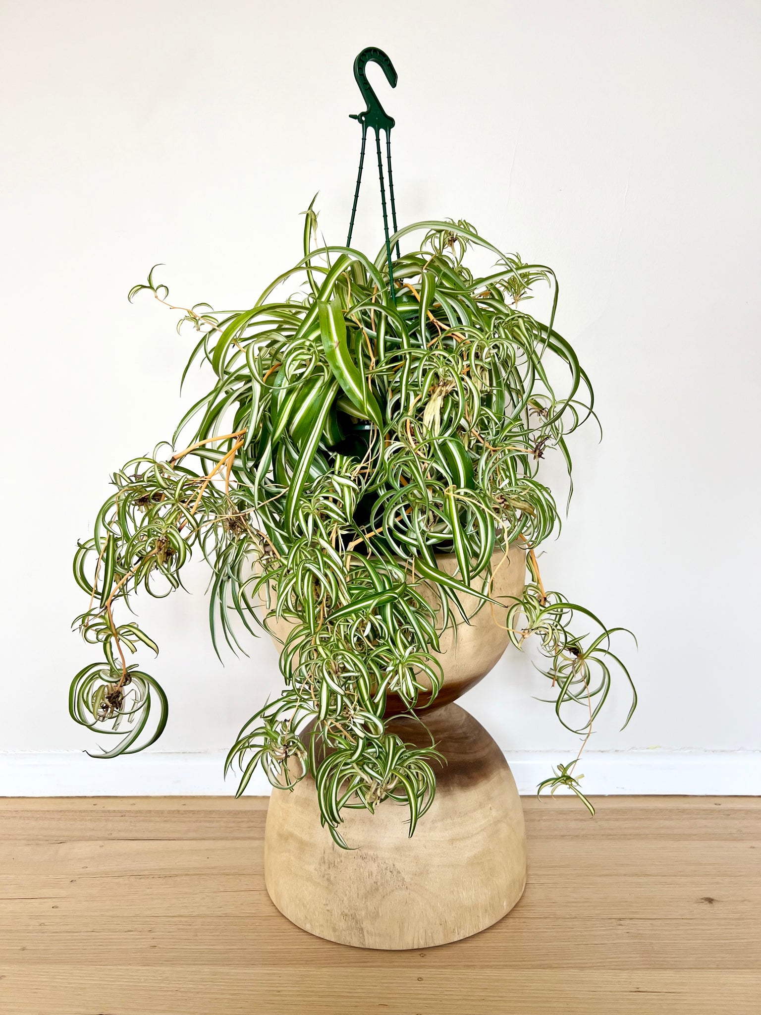 curley spider plant XL Curly Spider Plant – B&G Plants and Pottery
