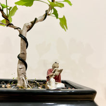 Load image into Gallery viewer, Ginkgo Biloba
