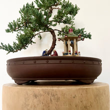 Load image into Gallery viewer, Juniper Squamata (Large)
