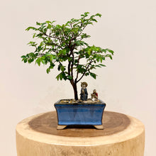 Load image into Gallery viewer, Chinese Elm
