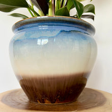 Load image into Gallery viewer, Philodendron Birkin
