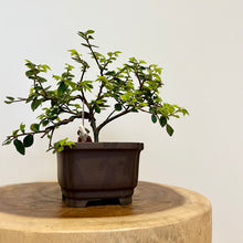 Load image into Gallery viewer, Chinese Elm
