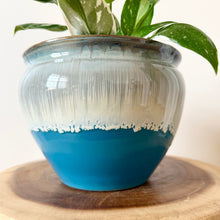 Load image into Gallery viewer, Philodendron White Wizard
