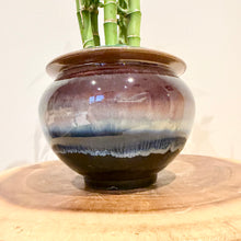 Load image into Gallery viewer, Lucky Bamboo
