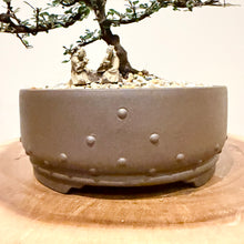 Load image into Gallery viewer, Corokia Cotoneaster
