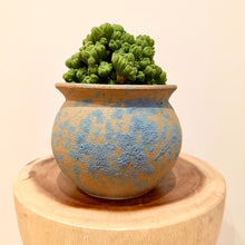 Load image into Gallery viewer, Cereus Ming Thing
