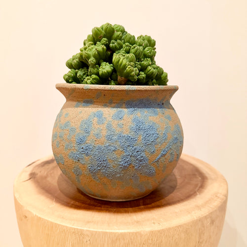 Products – B&G Plants and Pottery